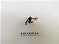 藏品(膜翅目(蜂))的圖片